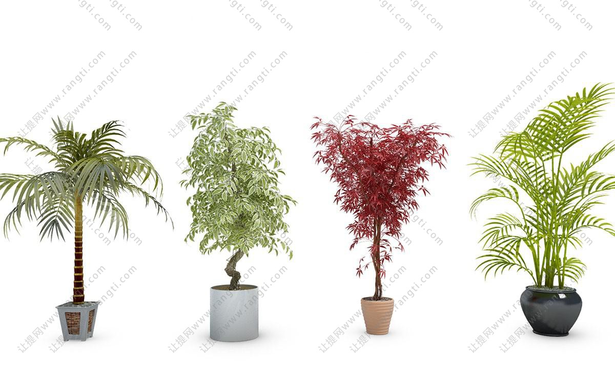 花叶垂熔、红枫、散尾葵盆栽植物