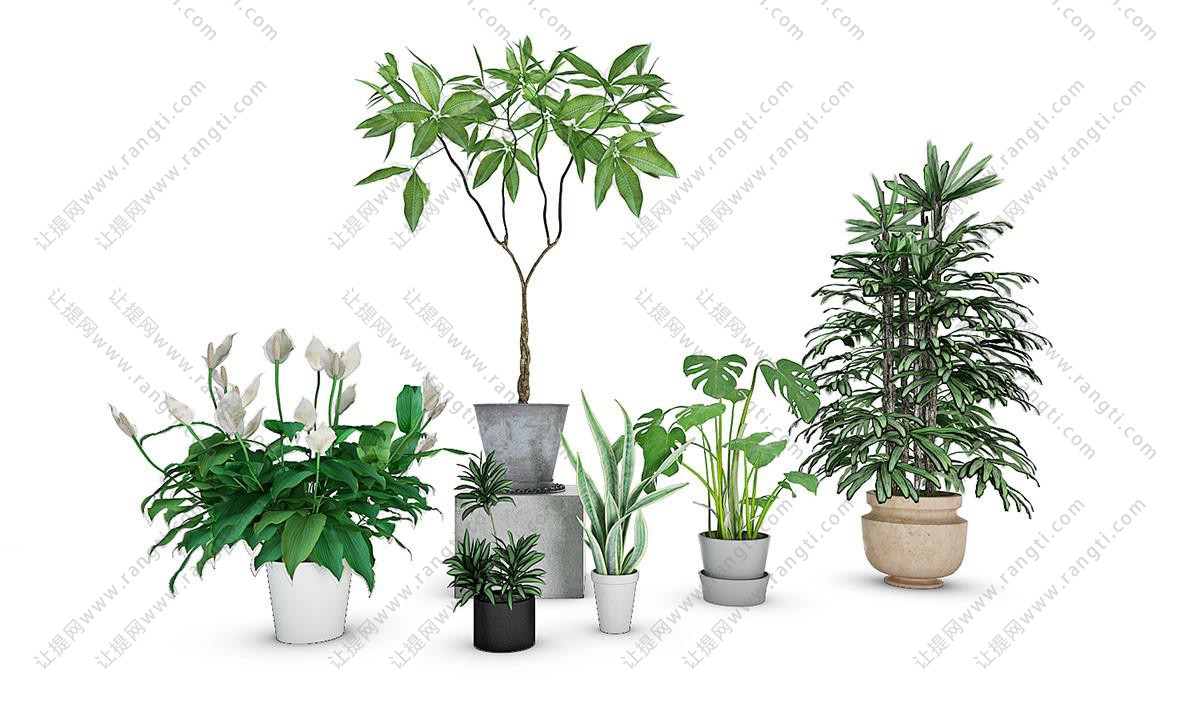 瓜栗、白掌、龟背竹盆栽植物