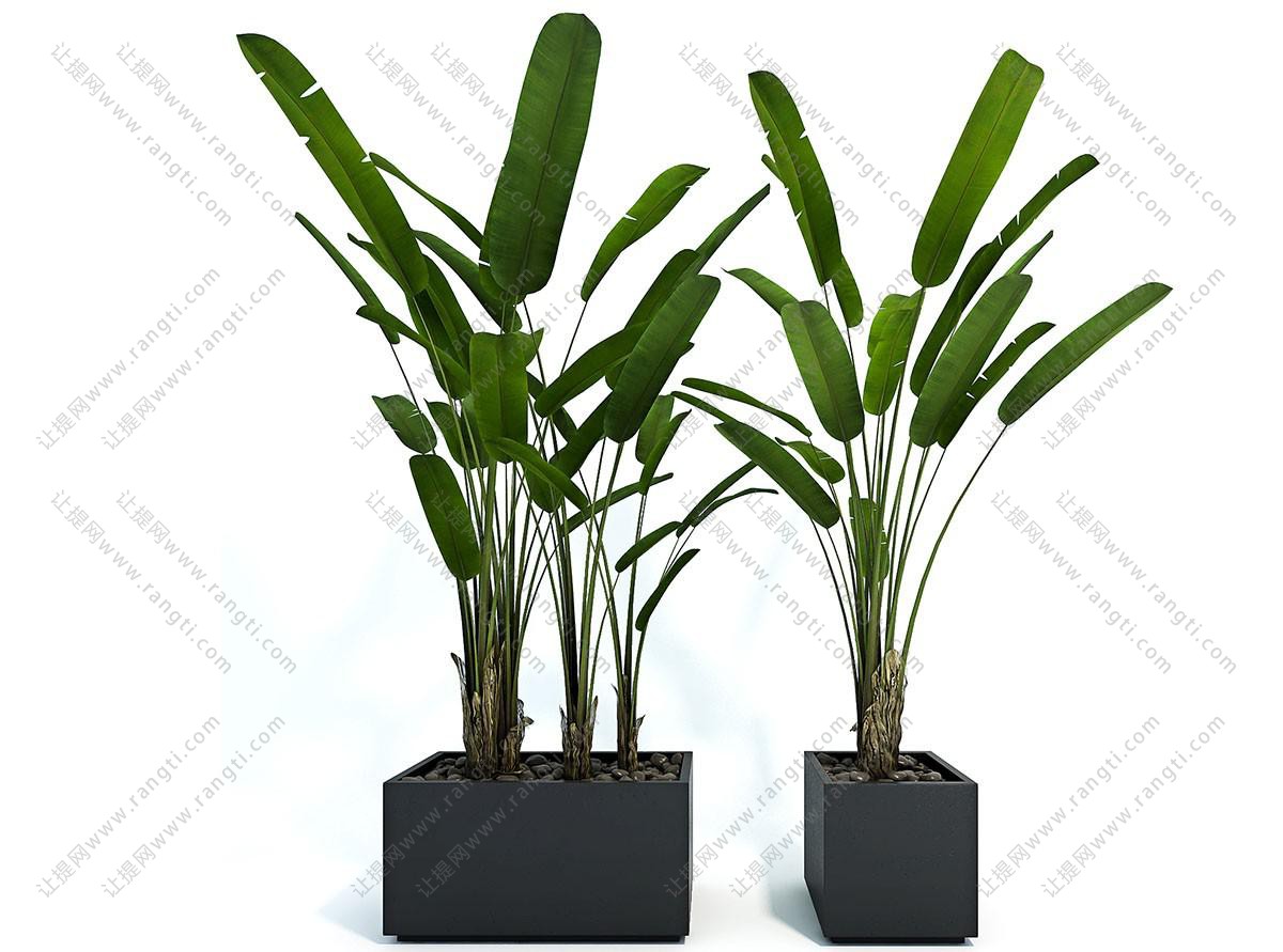 两盆芭蕉盆栽植物