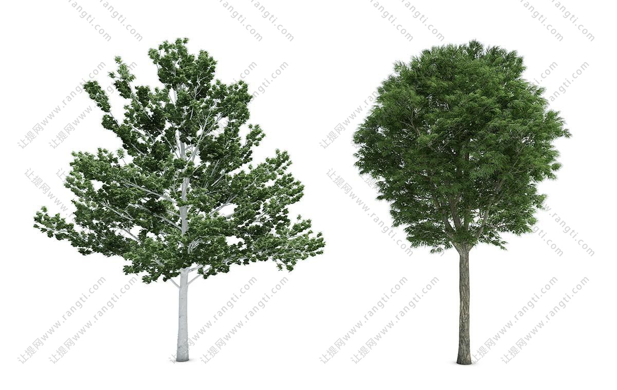 粗榧树和新疆杨 景观树木