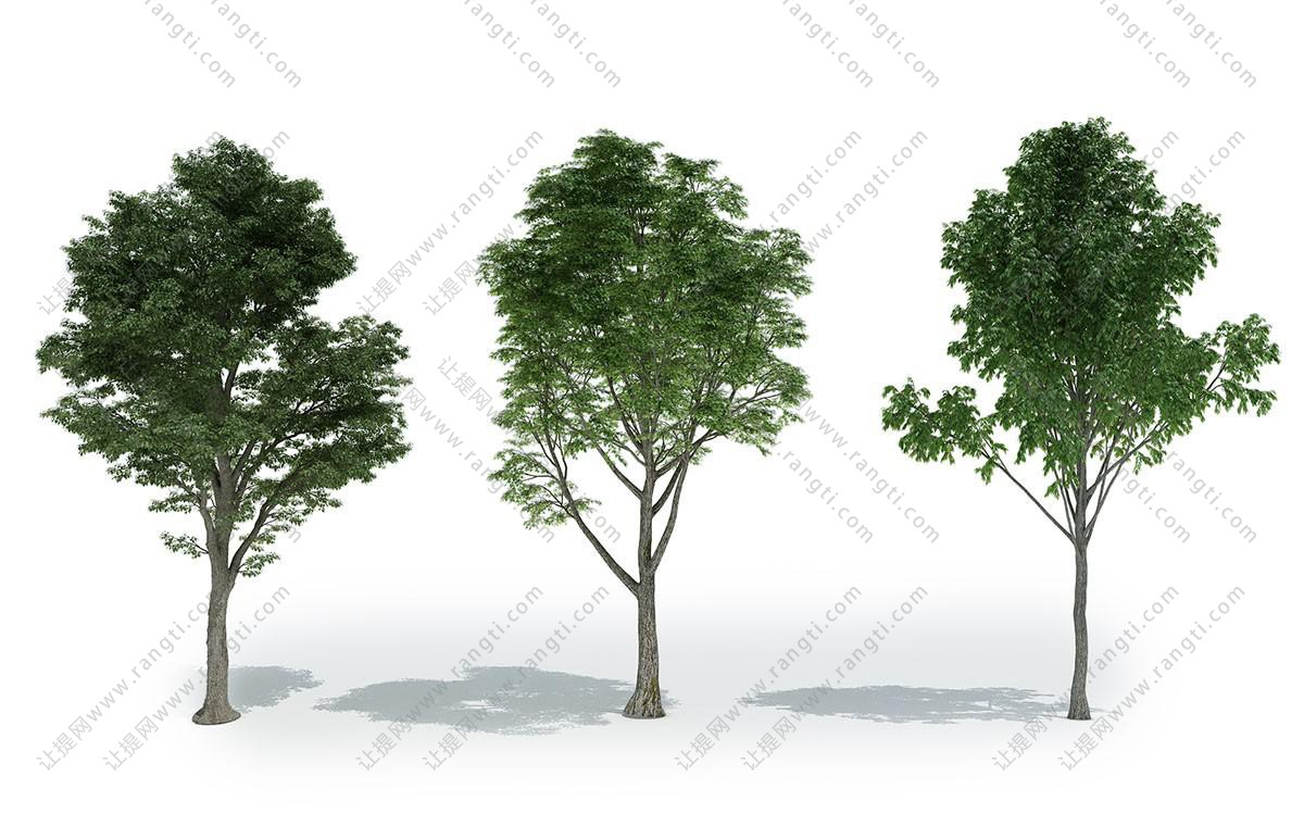形态各异的榕树景观树木