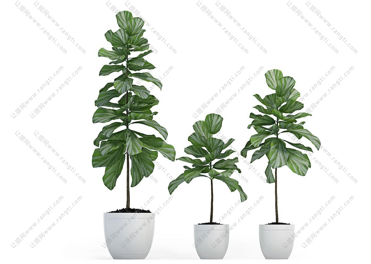 三棵大琴叶榕盆栽植物