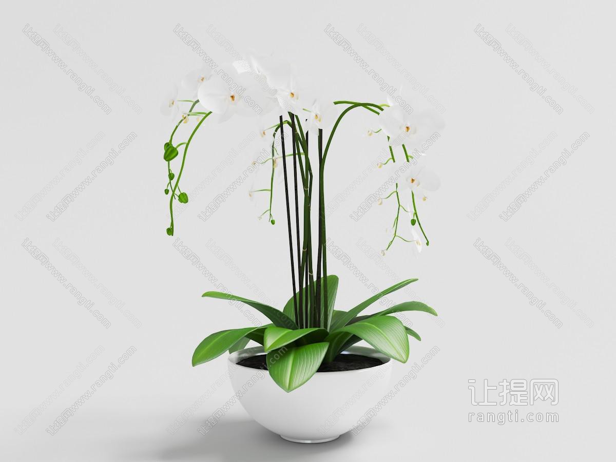 蝴蝶兰植物白色陶瓷盆盆栽