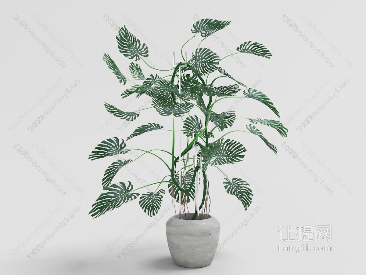 小叶龟背竹植物灰白色土陶花盆盆栽植物