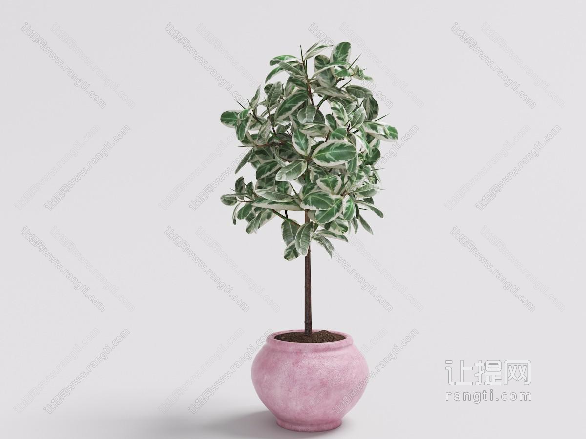 粉色鼓形陶瓷花盆、带白边叶片的植物绿色盆栽