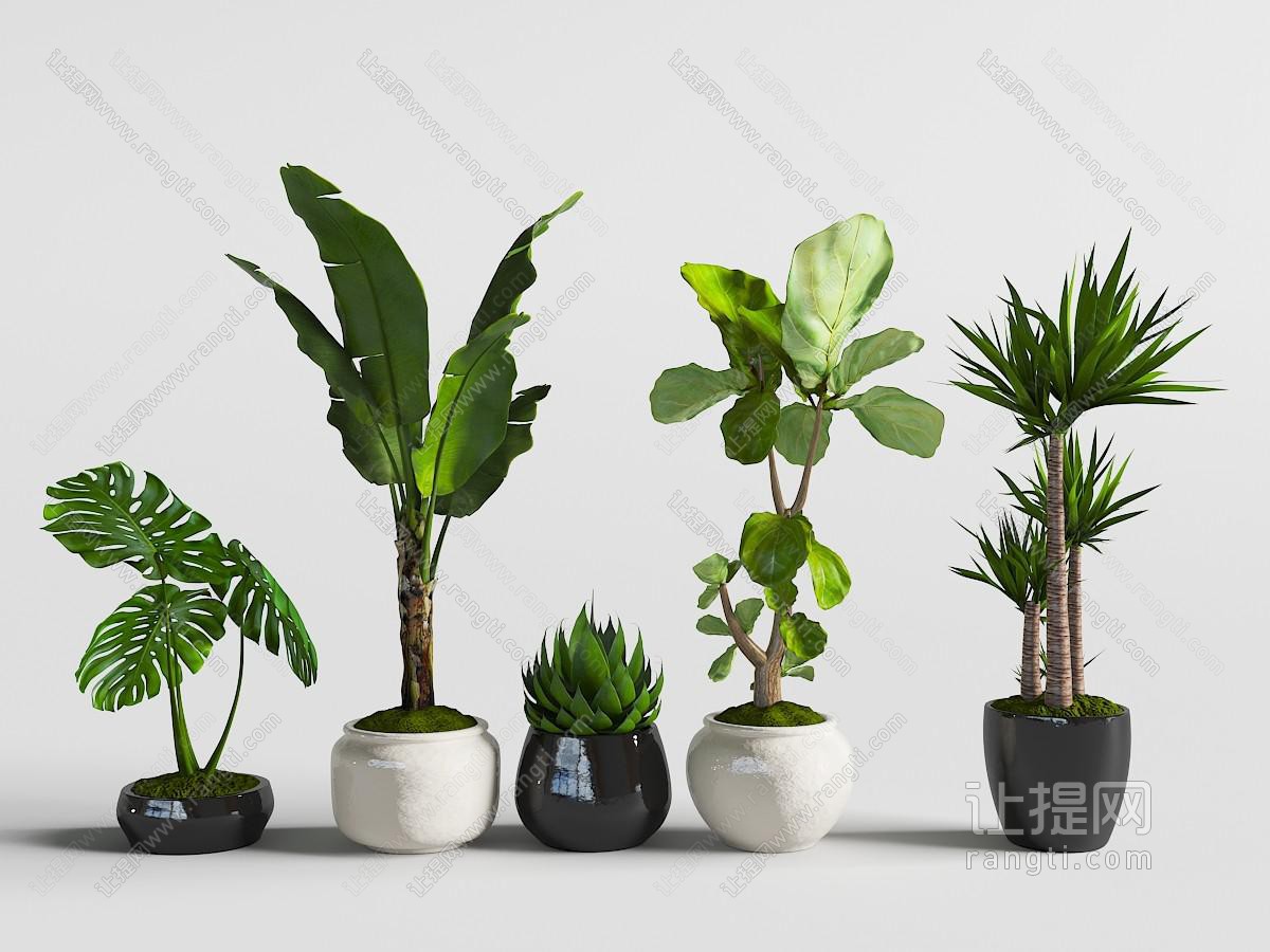 黑色、白色陶瓷花盆里的龟背竹、芭蕉盆栽植物