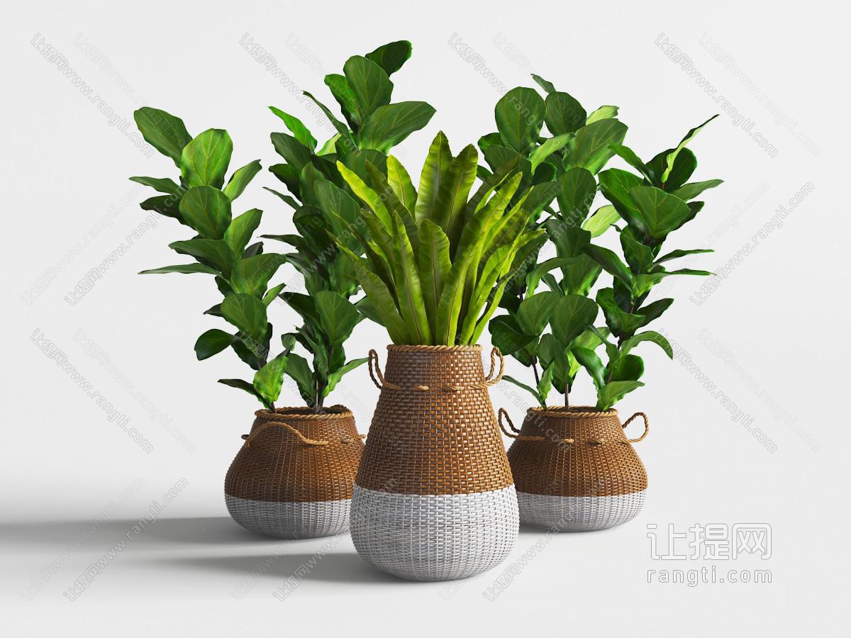 东南亚藤编花盆盆栽植物