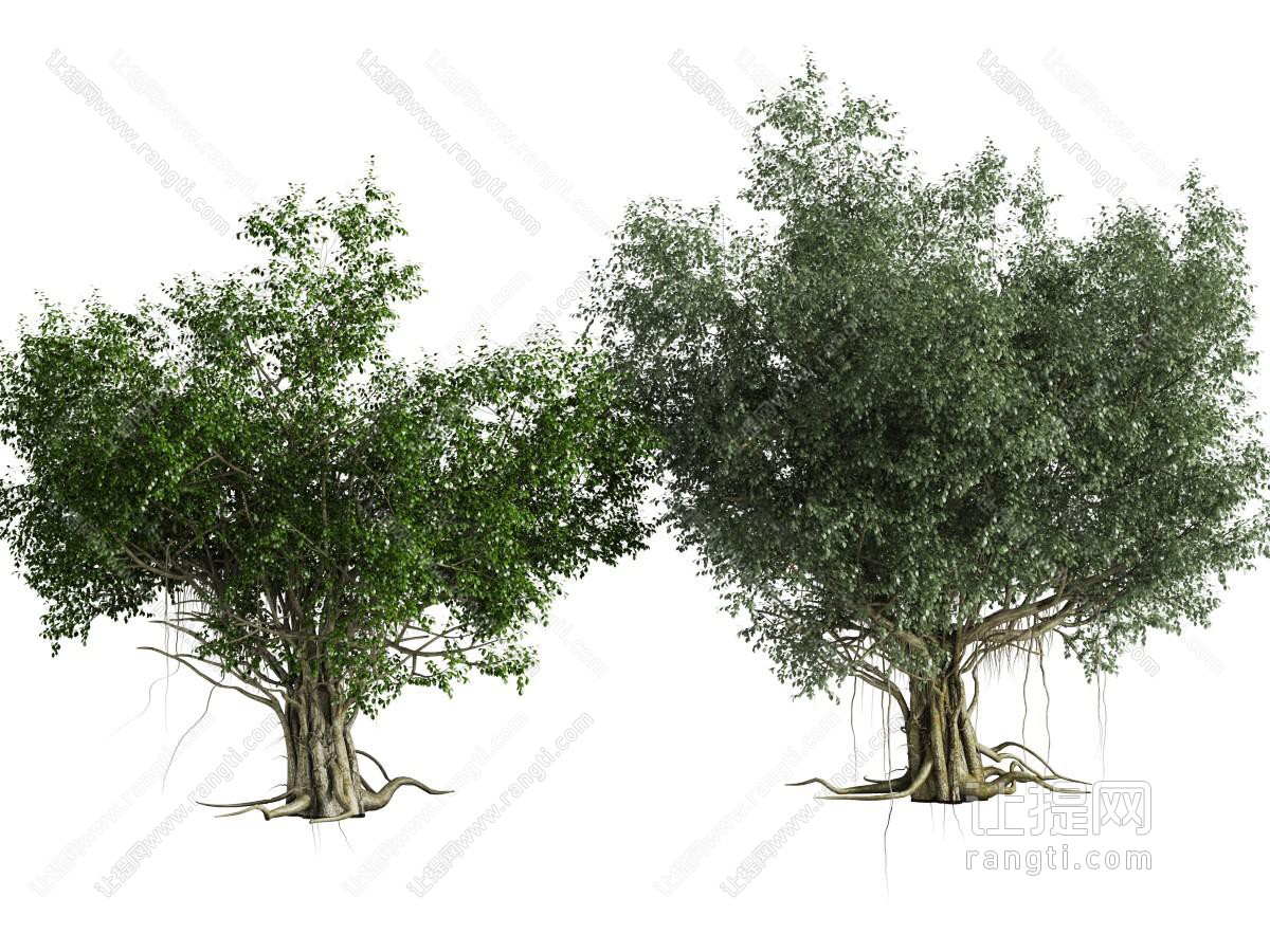 两棵枝叶茂盛的大树
