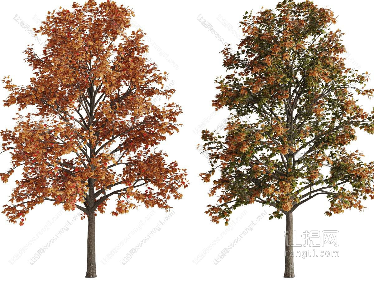 两棵长满枯黄树叶的景观树木