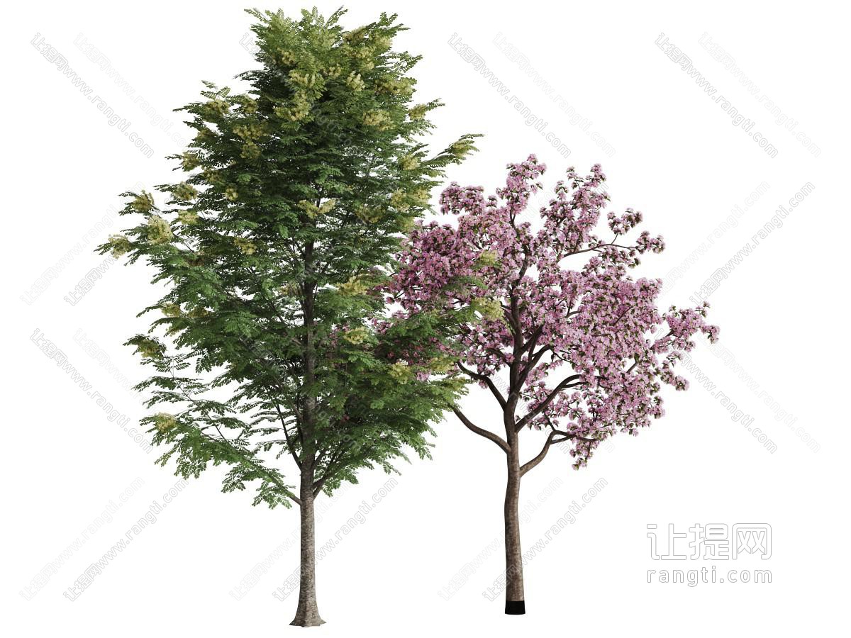 两棵景观树木