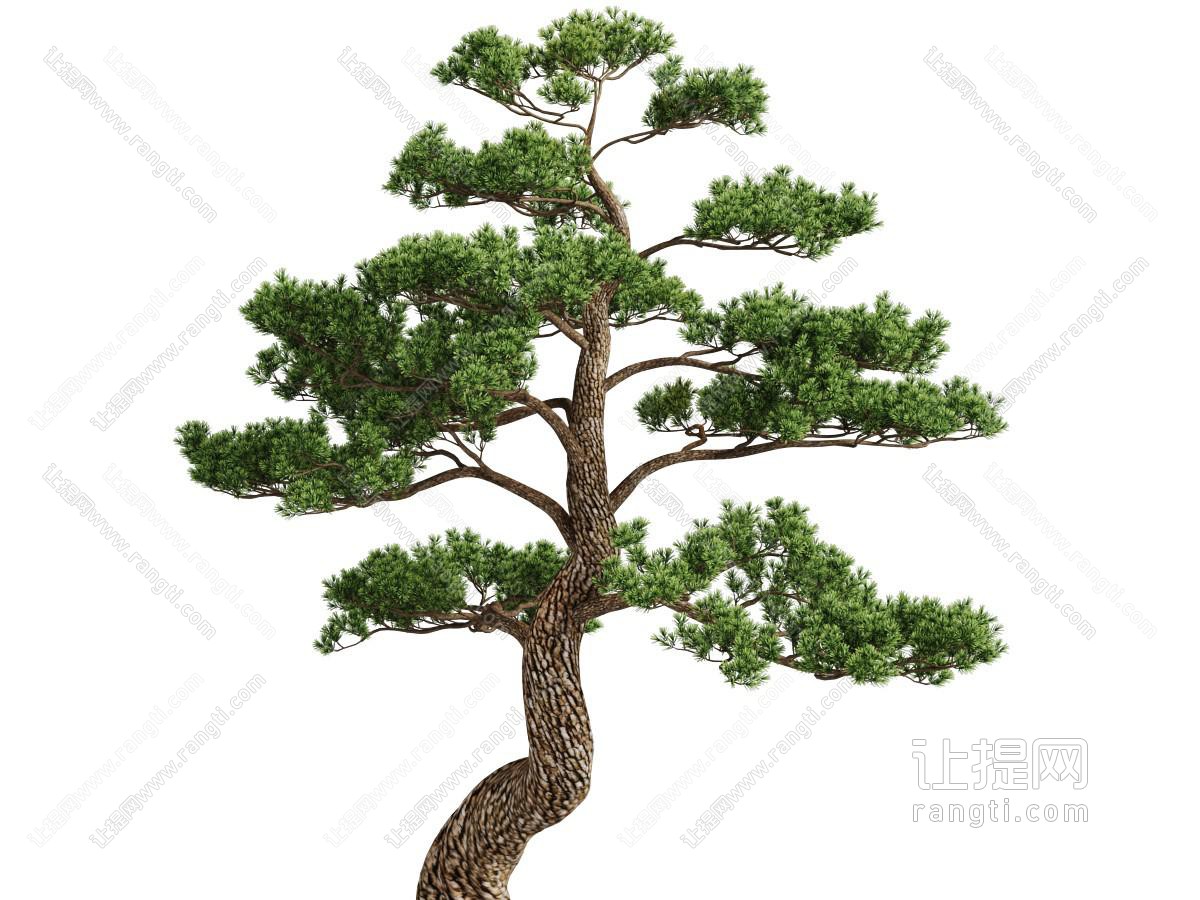 一棵高大扭曲的松树