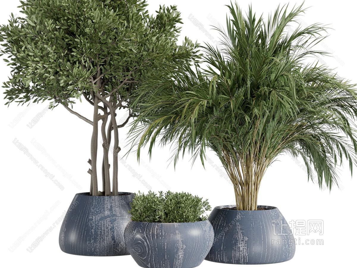 现代植物盆栽