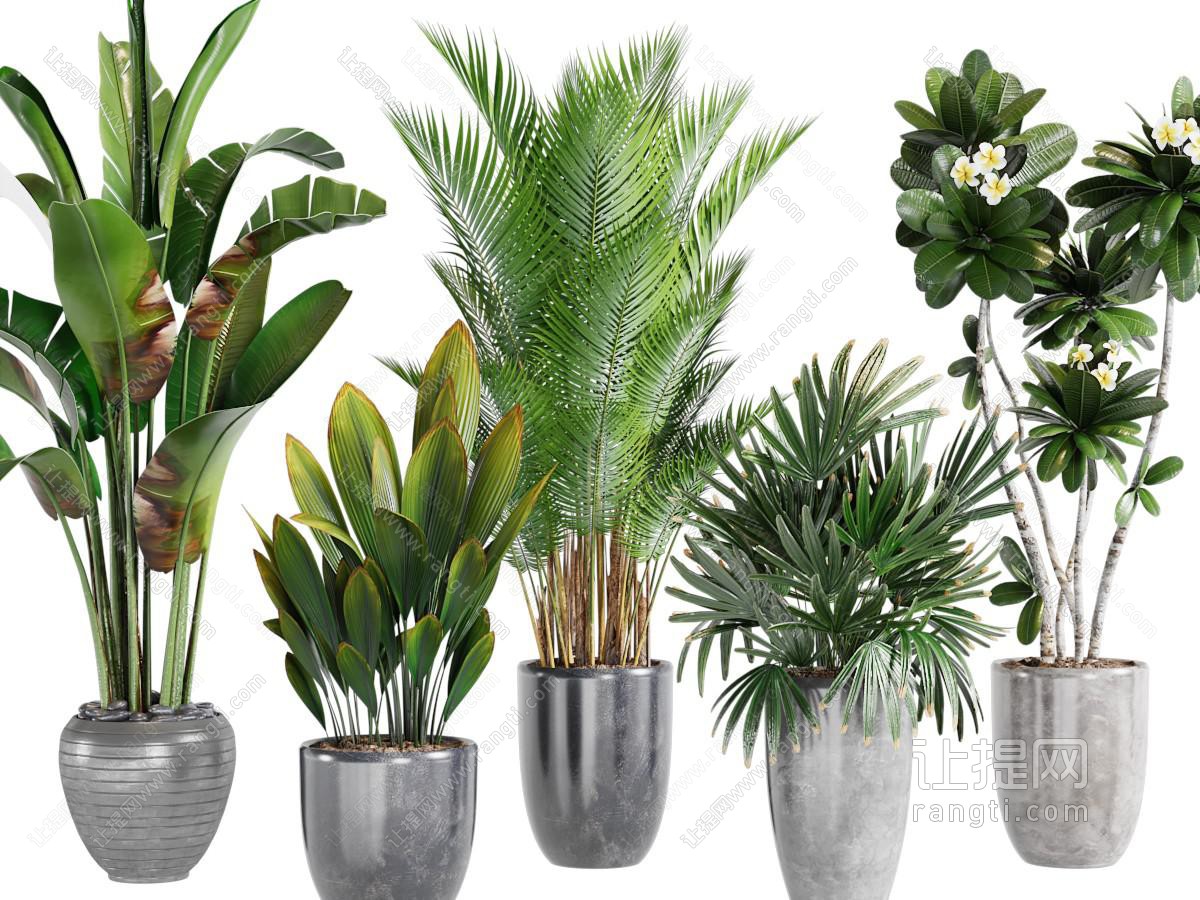 现代植物盆栽