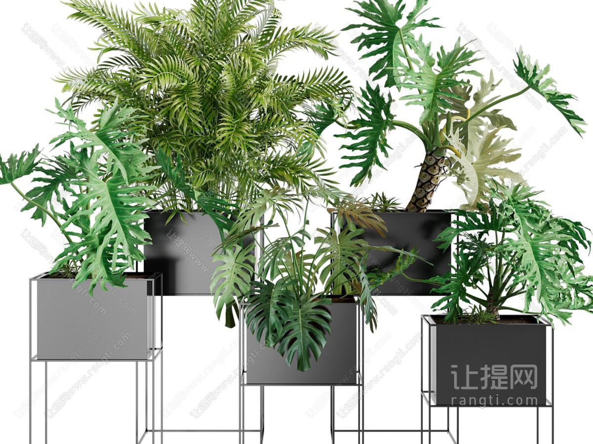 现代植物盆栽