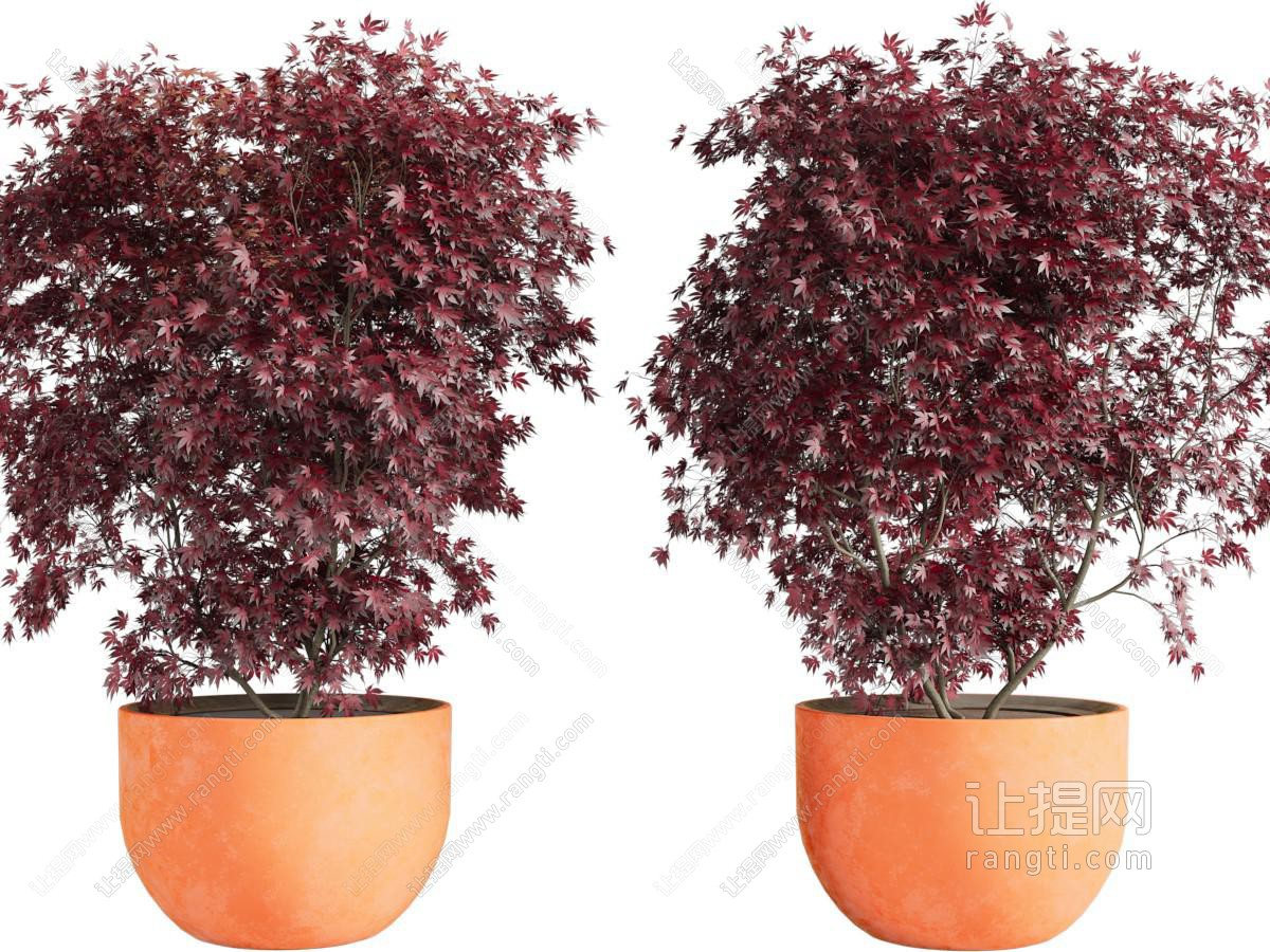 现代红色树叶的植物盆栽