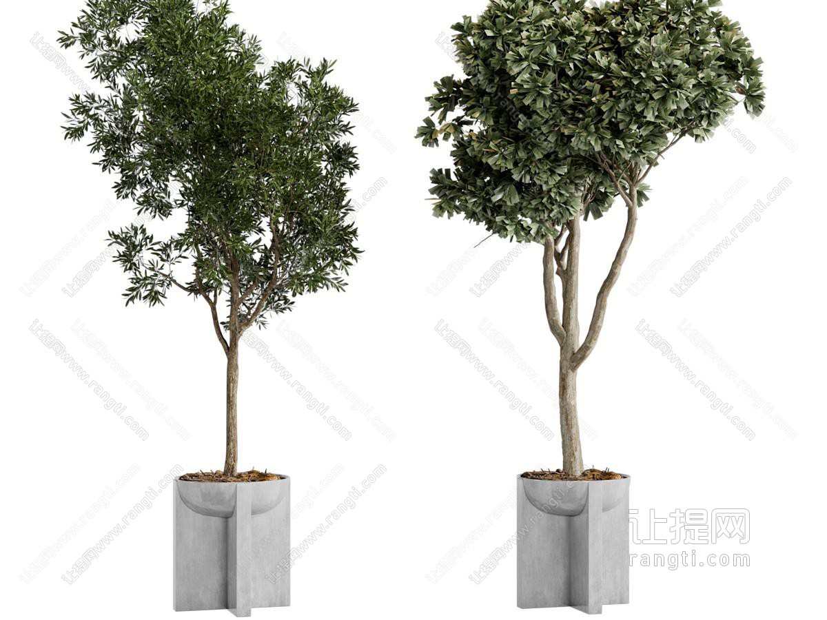 现代盆栽植物