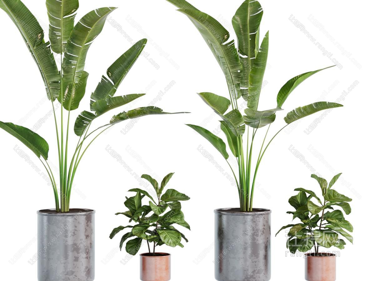 现代盆栽植物