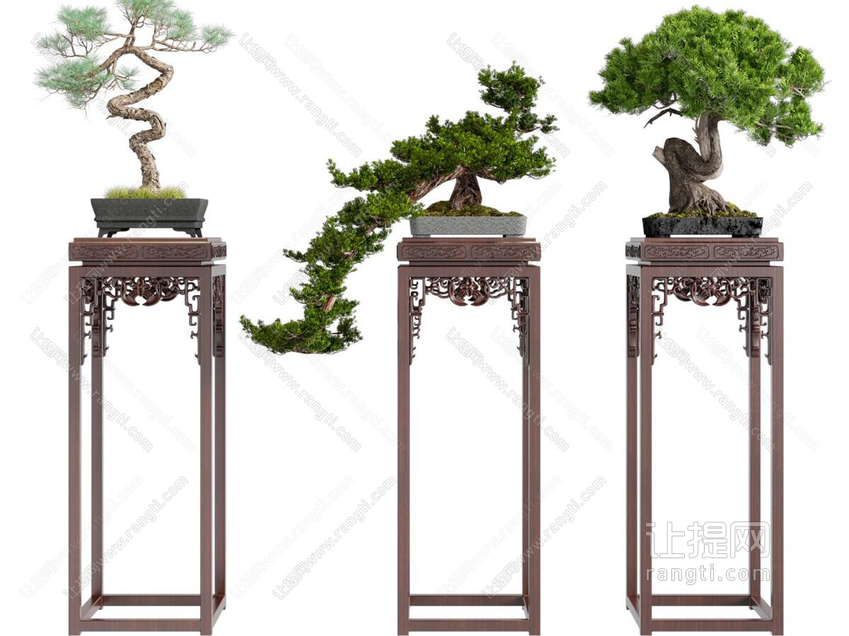 新中式花架、松树盆景盆栽