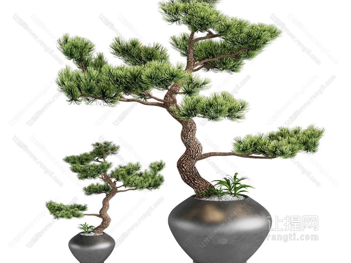 新中式松树盆景盆栽