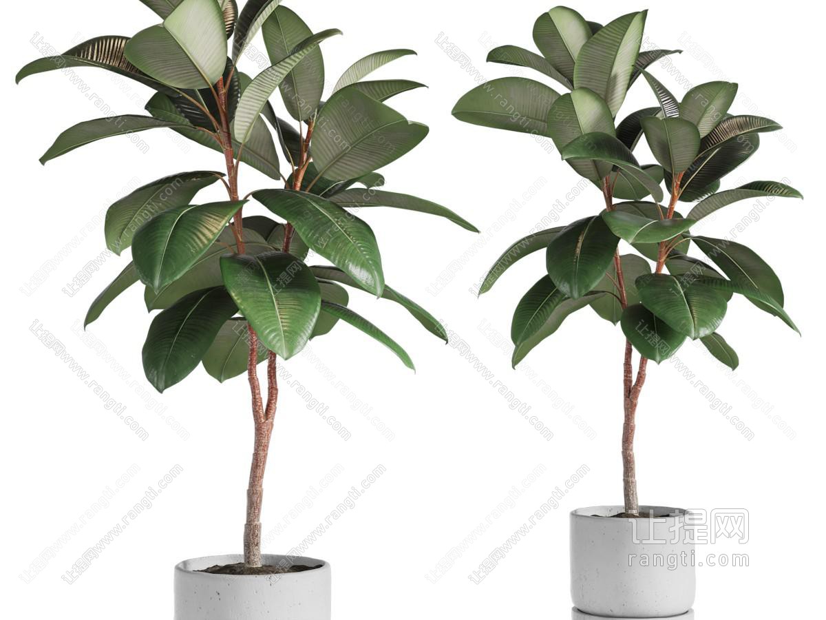 现代橡皮树盆栽植物