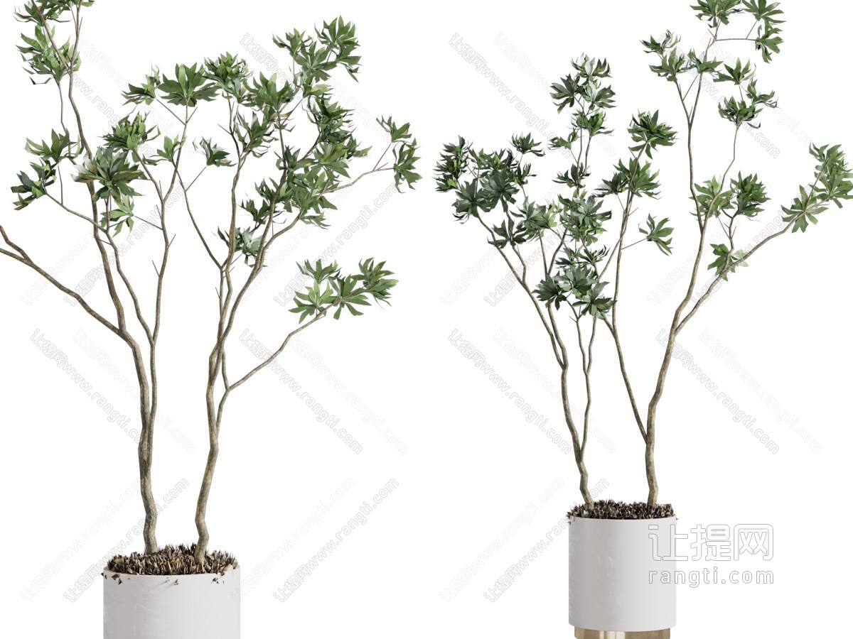 现代树木盆栽植物