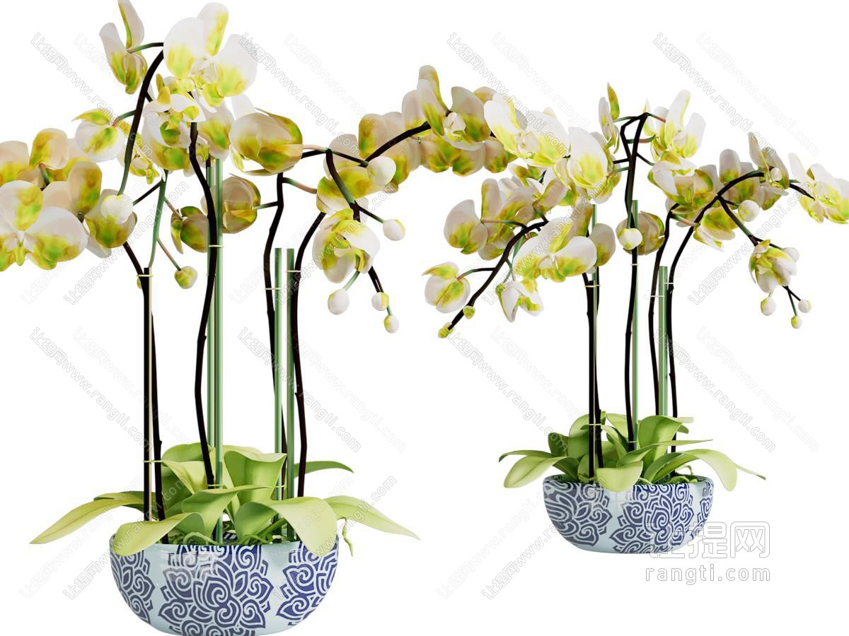 新中式蝴蝶兰盆栽植物