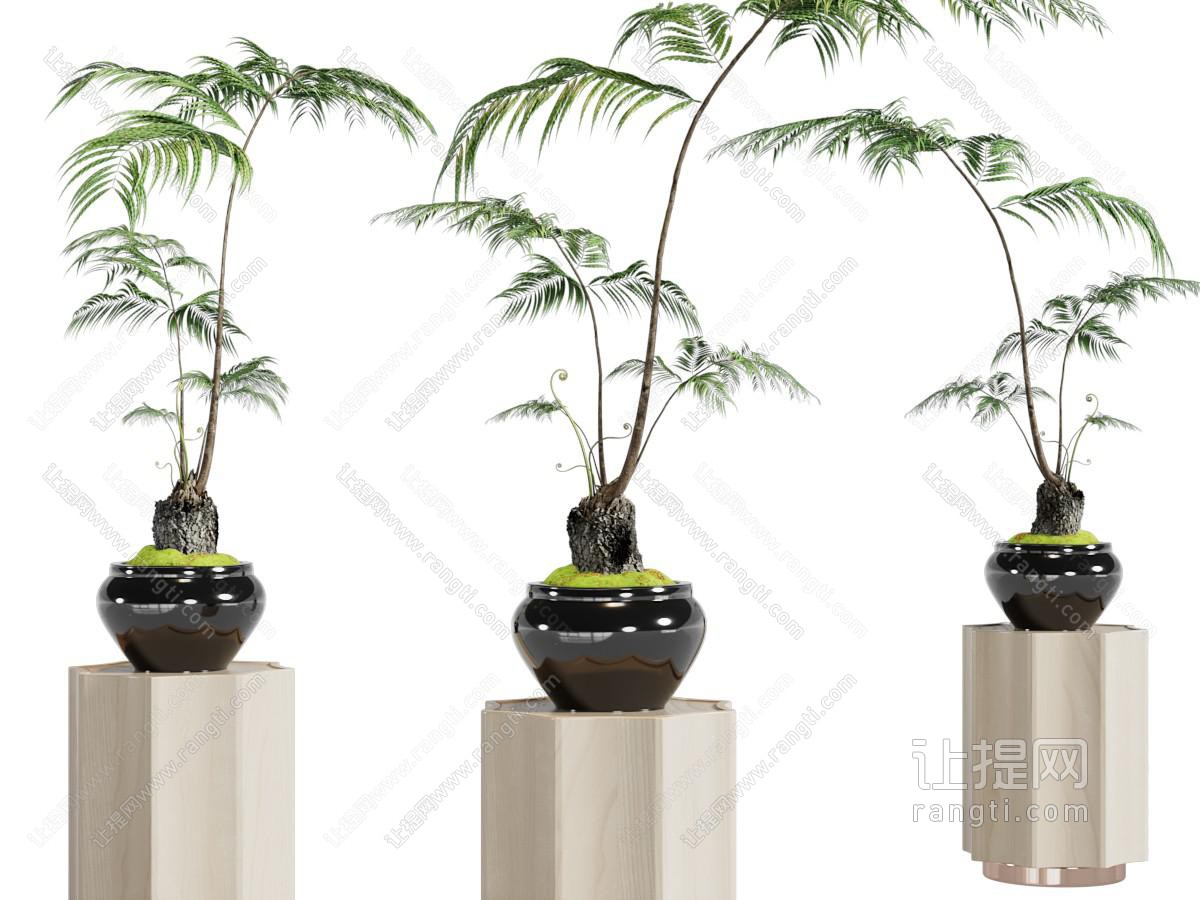 新中式盆景盆栽植物
