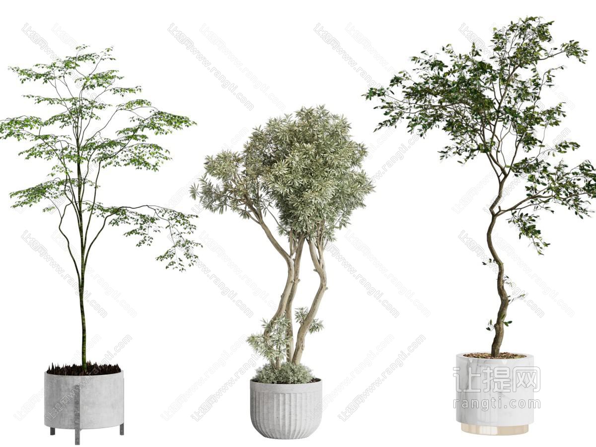 现代花盆树木盆栽植物