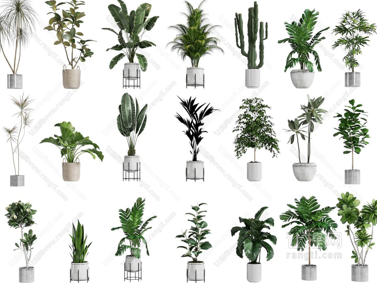 现代花盆盆栽植物