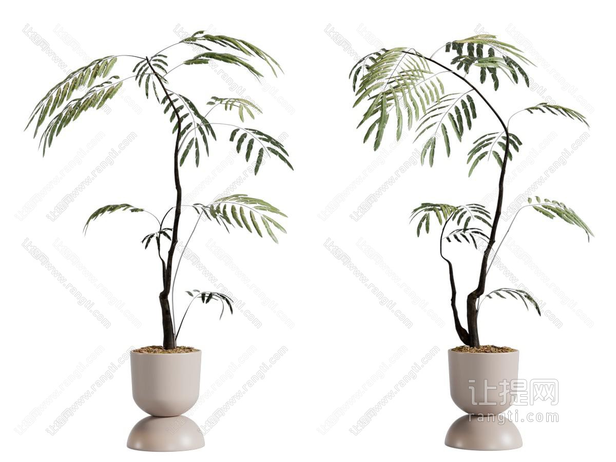 现代花盆盆栽植物