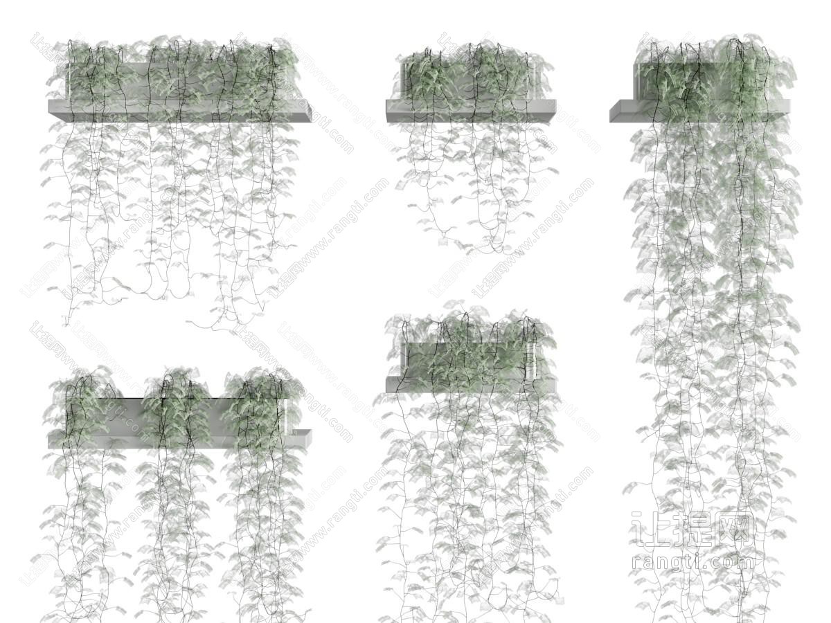 现代藤蔓植物吊篮、悬挂式植物盆栽