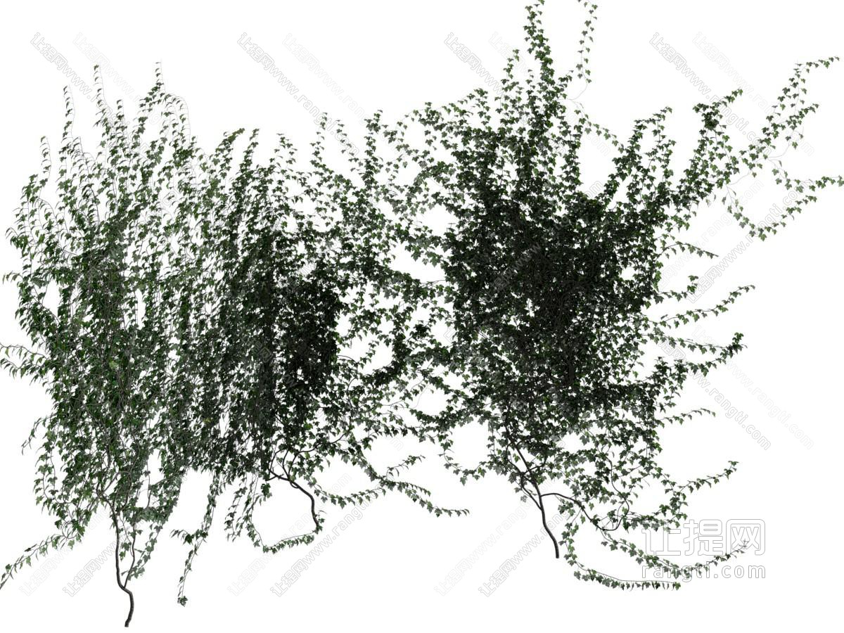 现代藤蔓植物