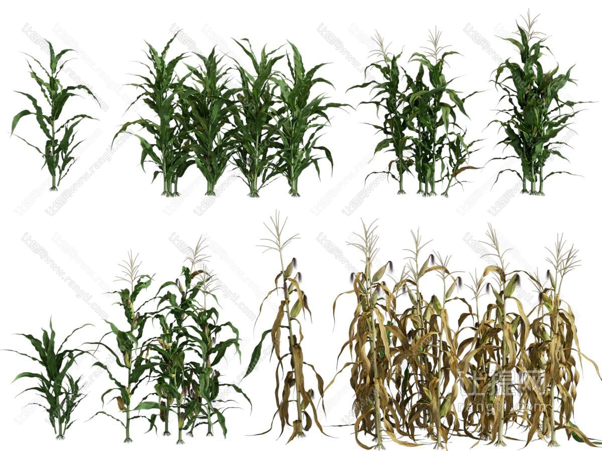 现代农作物玉米杆、苞米、庄稼植物
