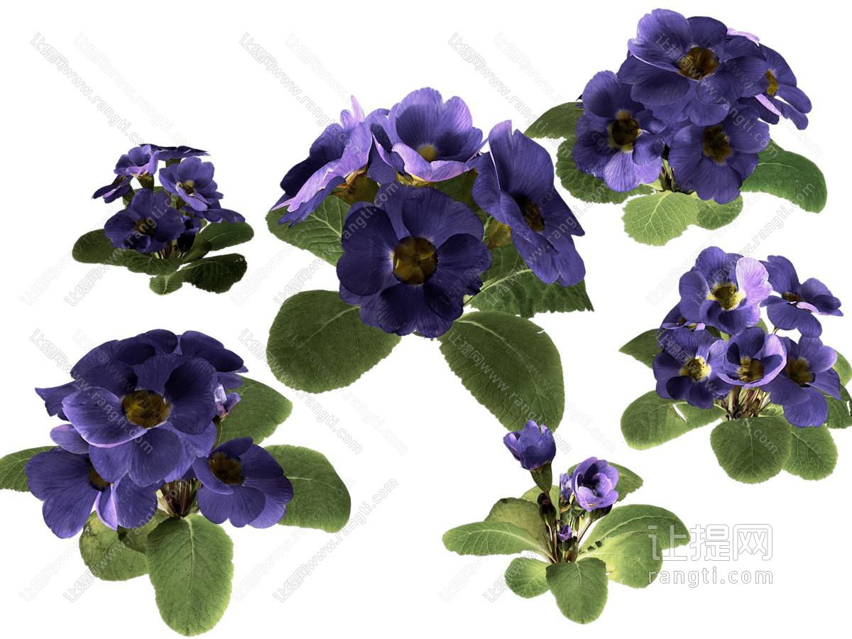 现代开着紫色花朵的花草植物