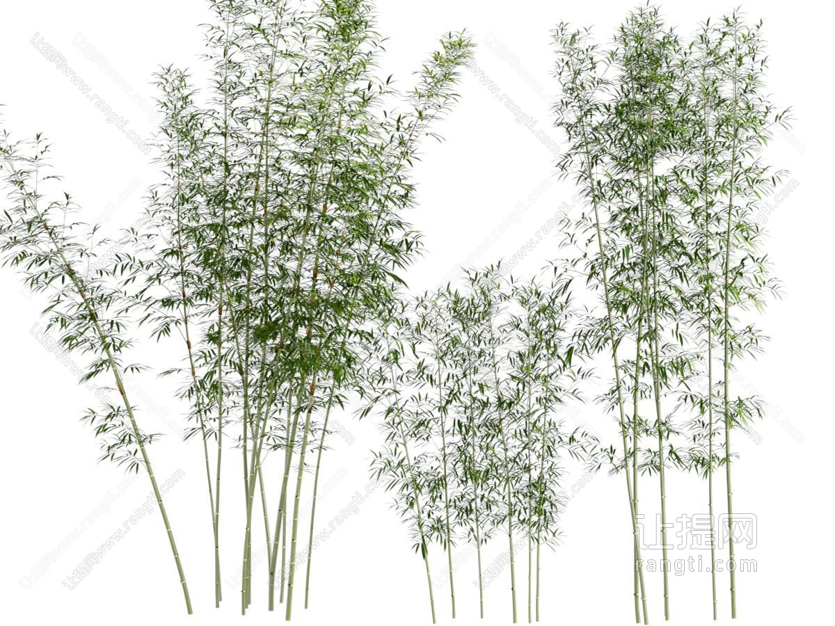 现代竹子植物