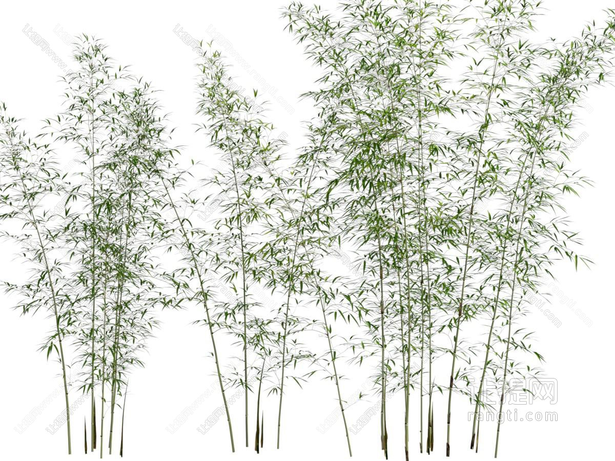 现代竹子植物
