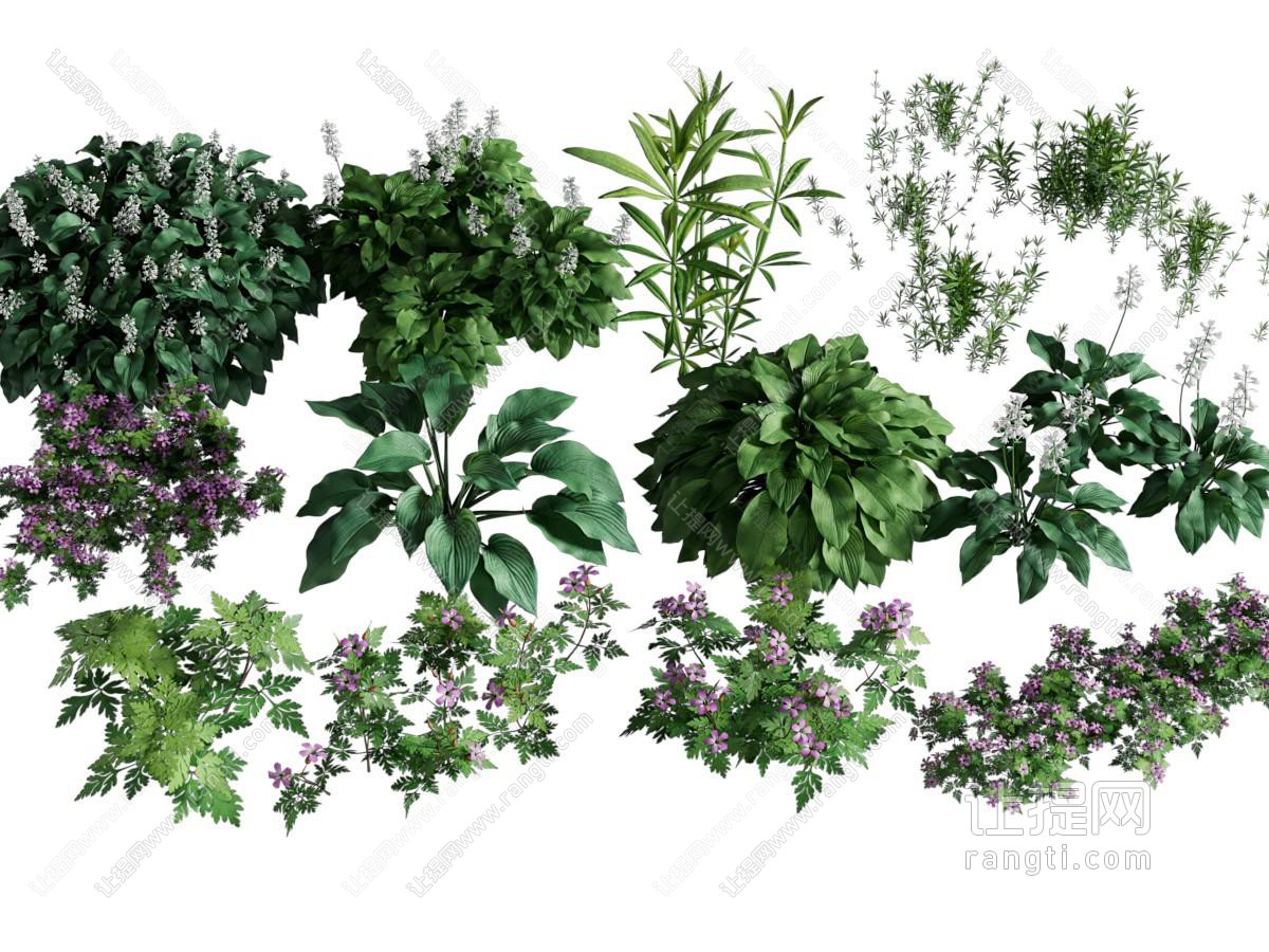 现代花草灌木植物
