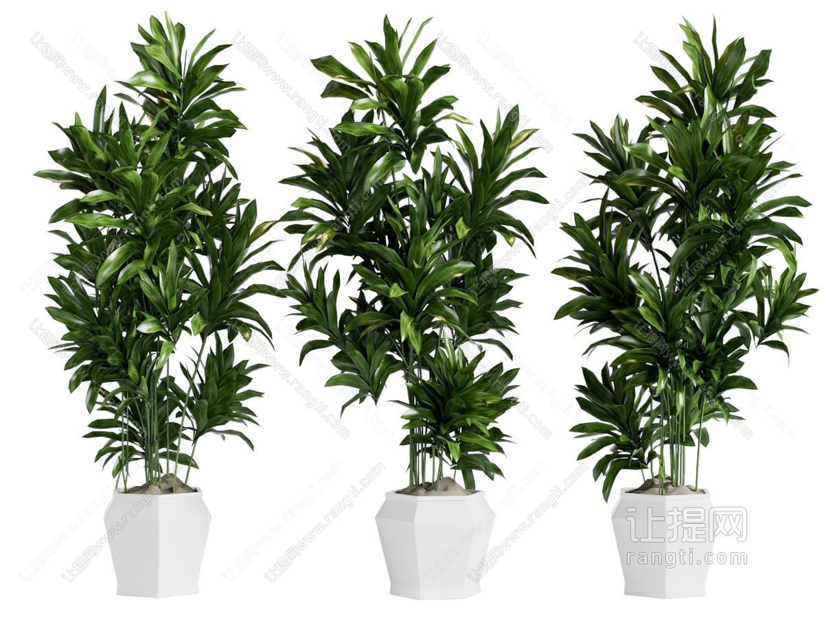 现代盆栽树木盆景植物