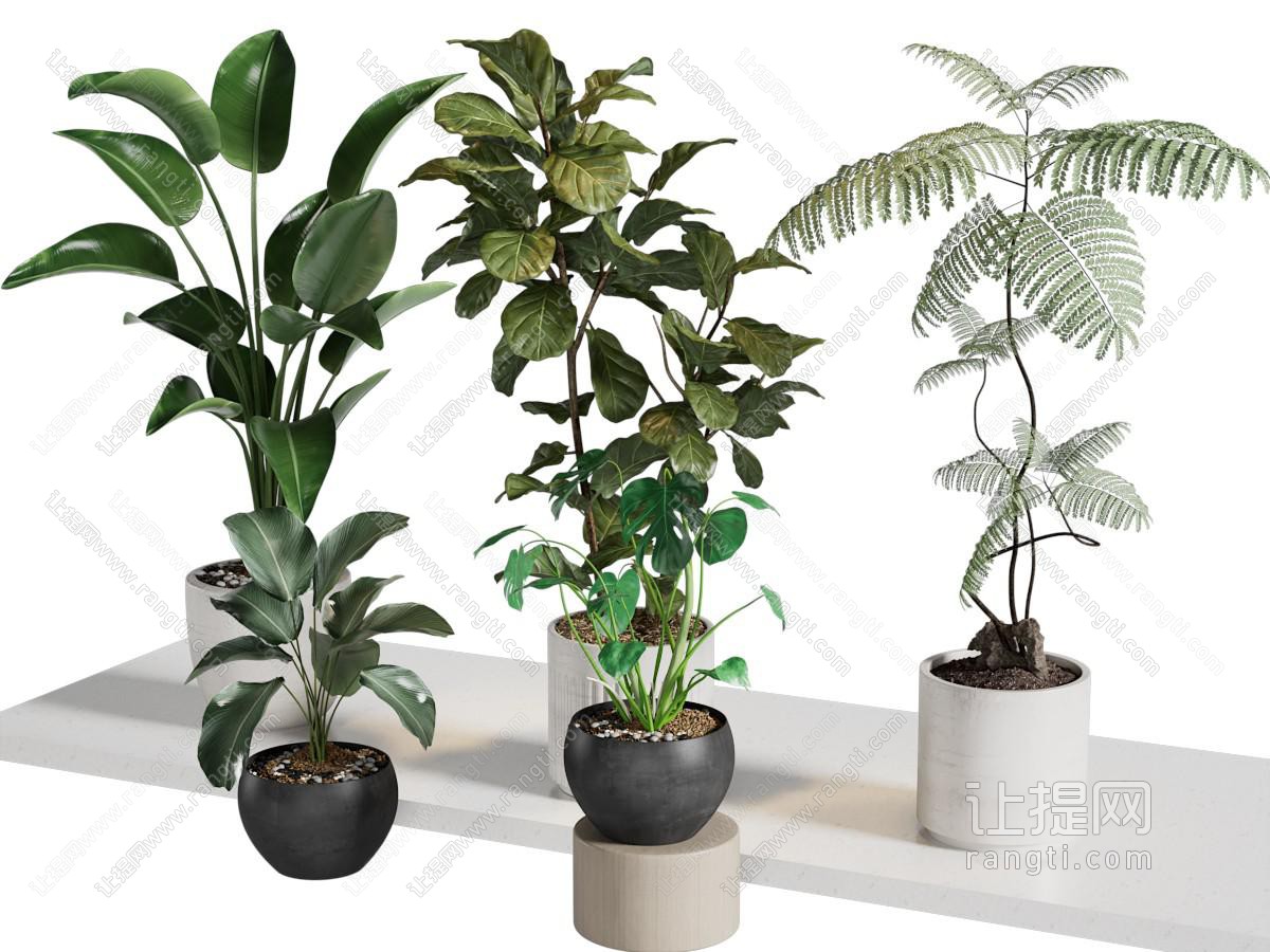 现代树木盆景盆栽植物