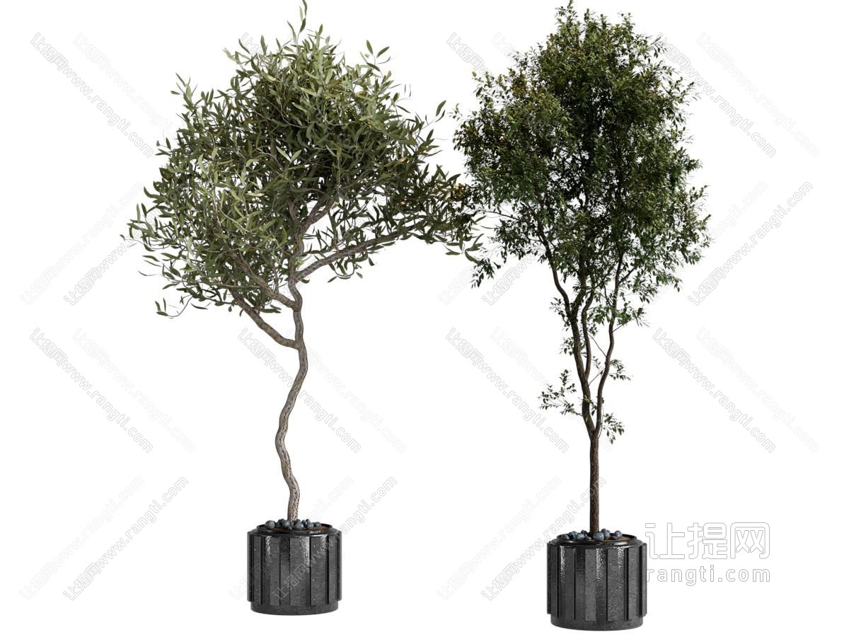 现代树木盆景盆栽植物