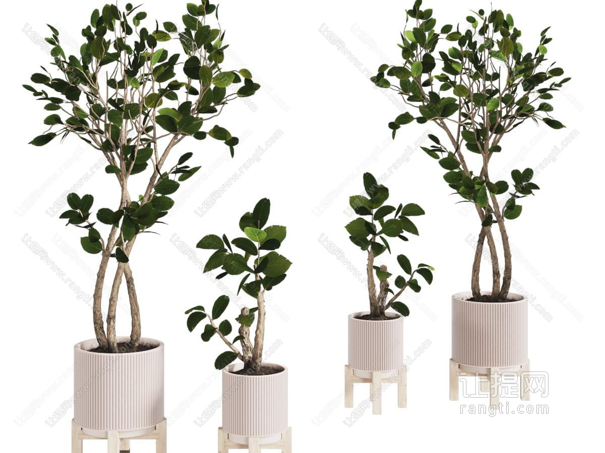现代陶瓷花盆树木盆景盆栽植物
