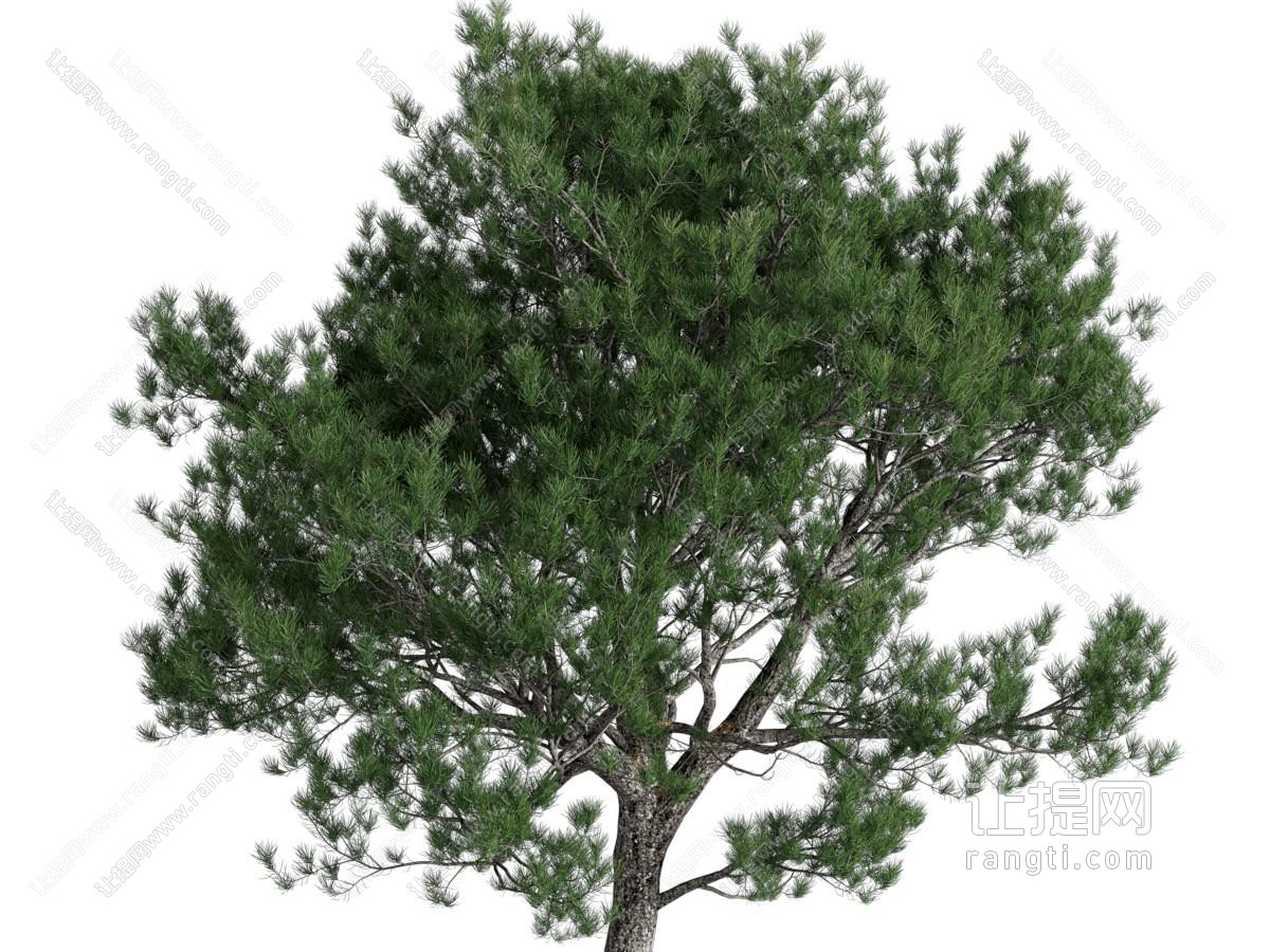 现代松树