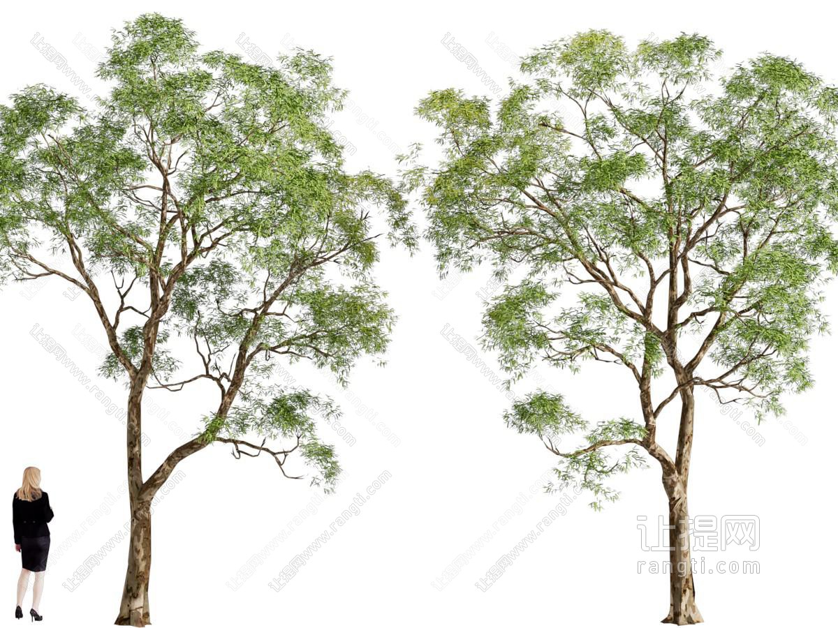 现代景观树木