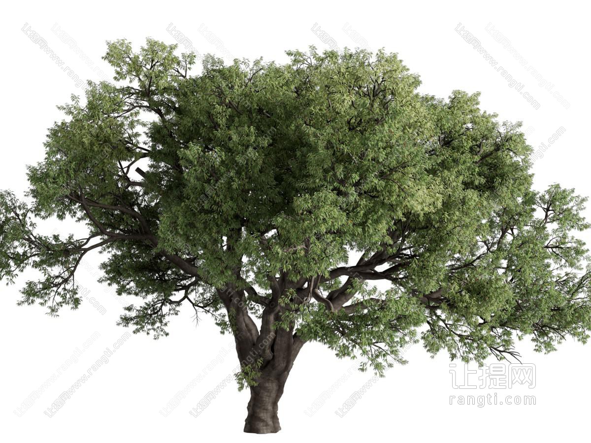 现代粗壮的大树 景观树木