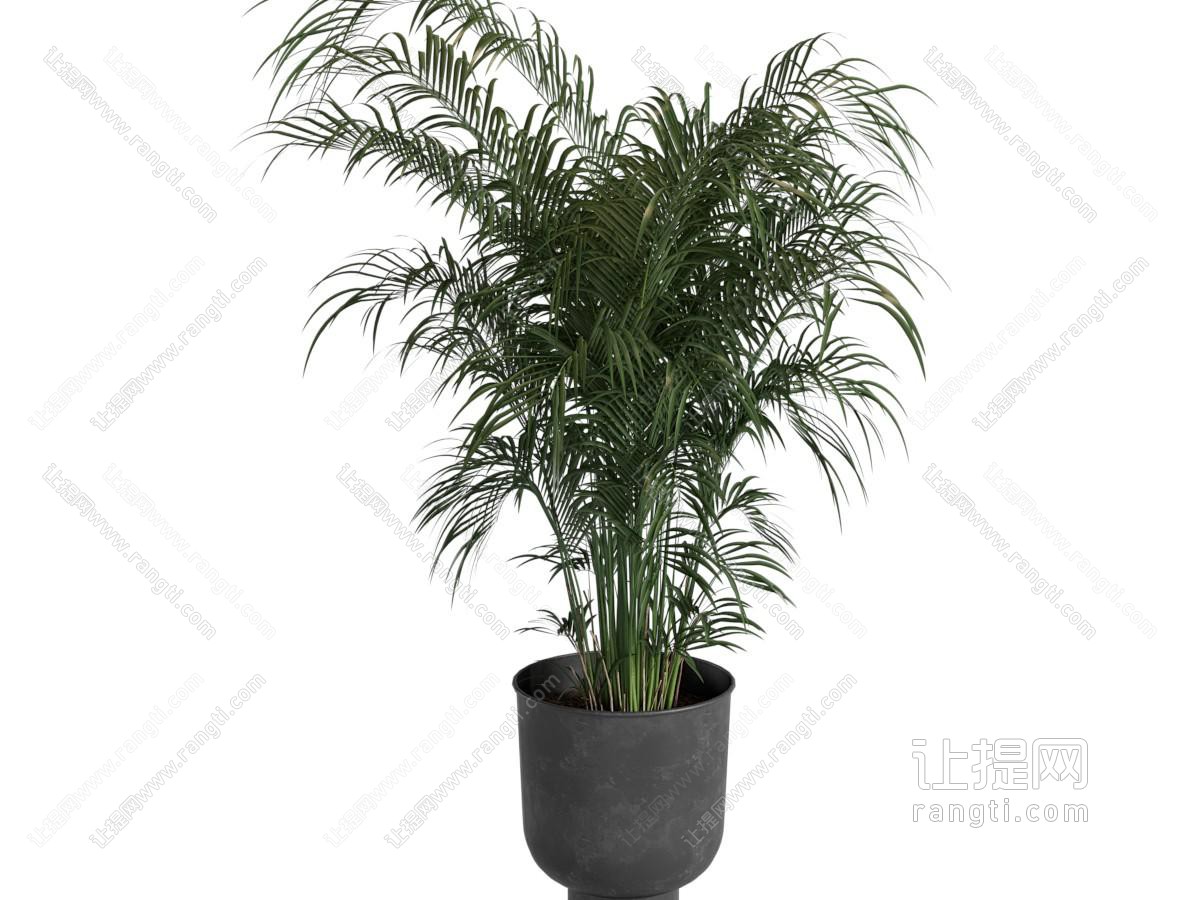 现代花盆凤尾竹盆景盆栽植物