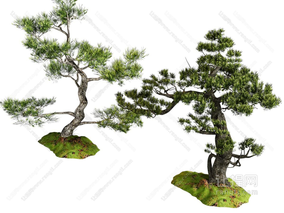新中式松树 景观树木