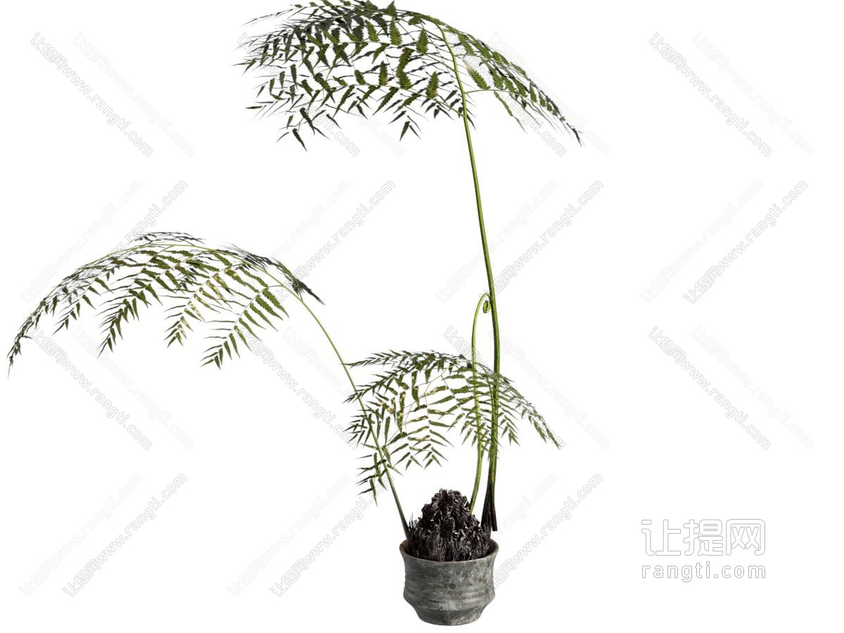 现代花盆树枝盆景盆栽植物
