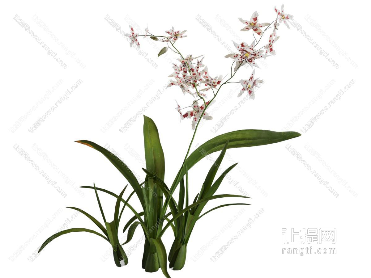 现代兰花 花草植物