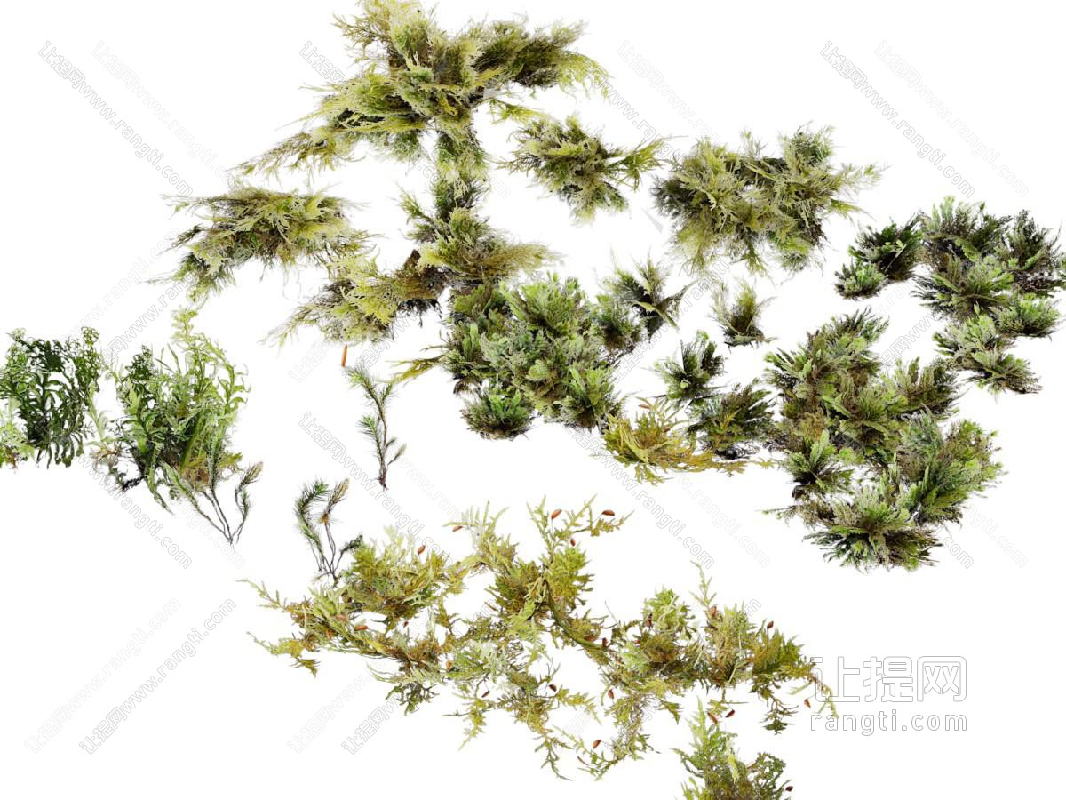 现代灌木植物