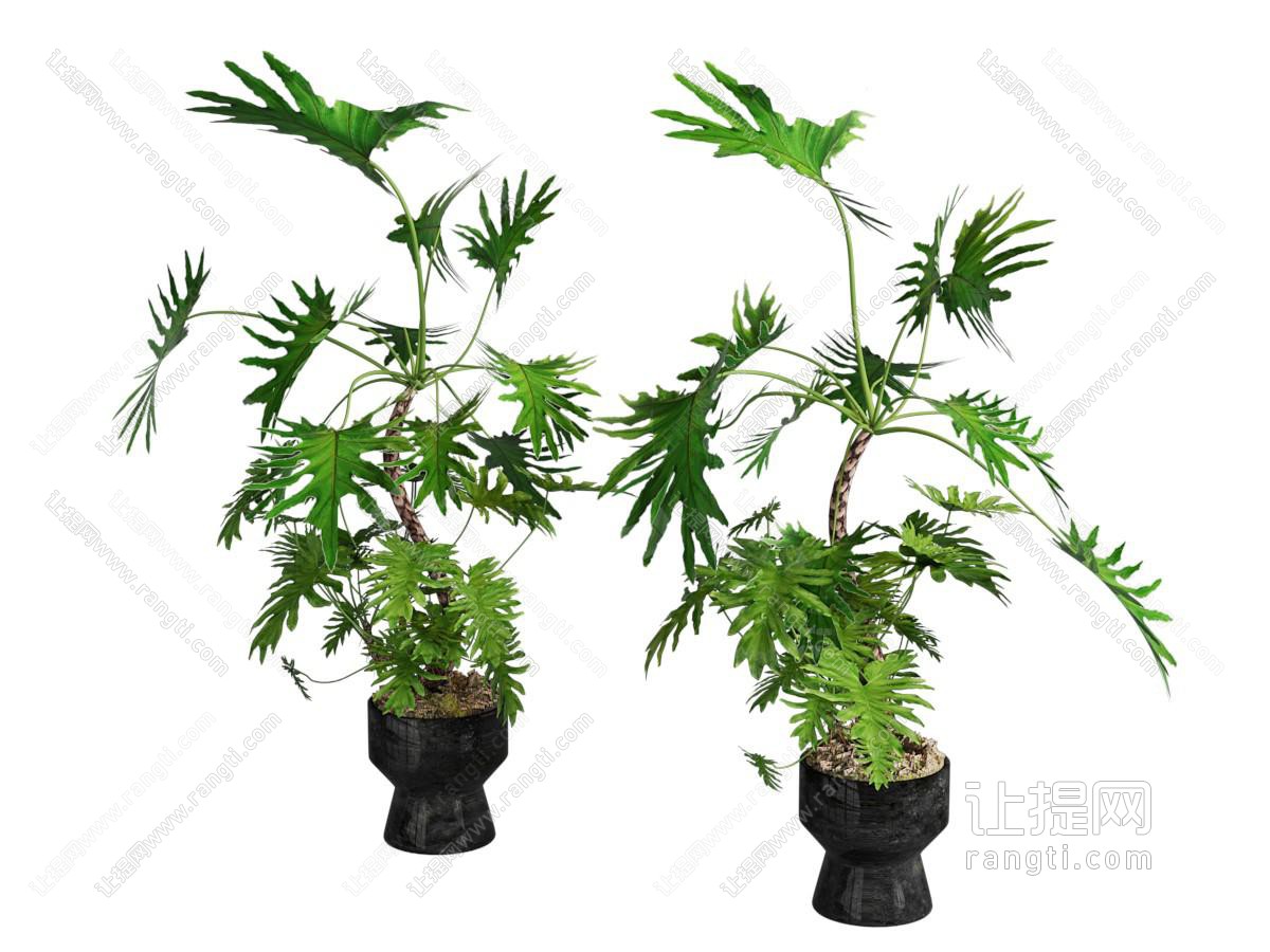 现代花盆盆景盆栽植物